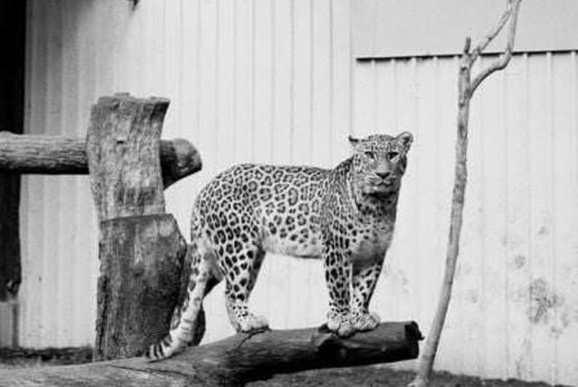 Zoocosis: Una crida a destruir gàbies